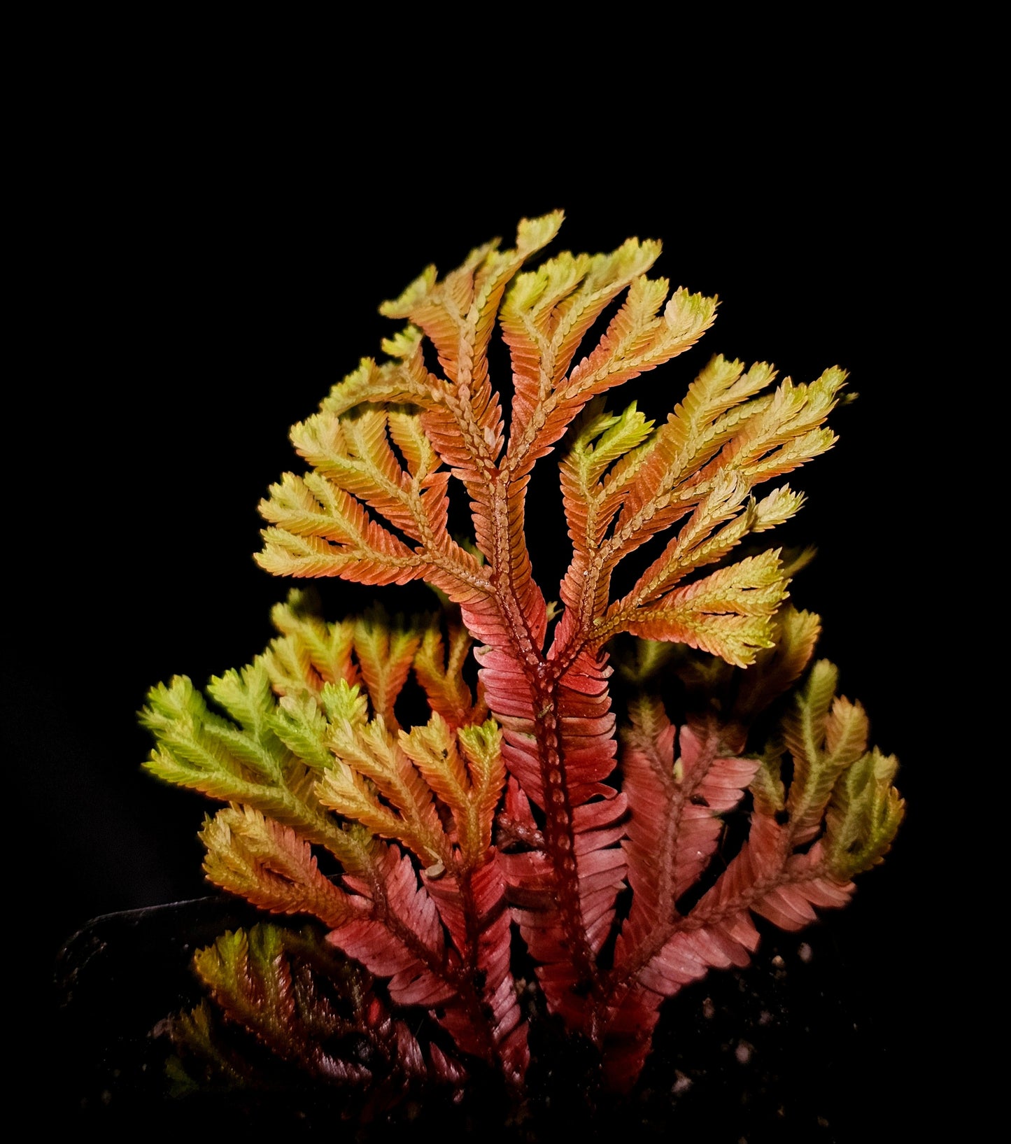 Selaginella intermedia sunset