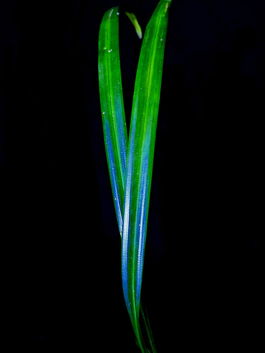 Mapania caudata