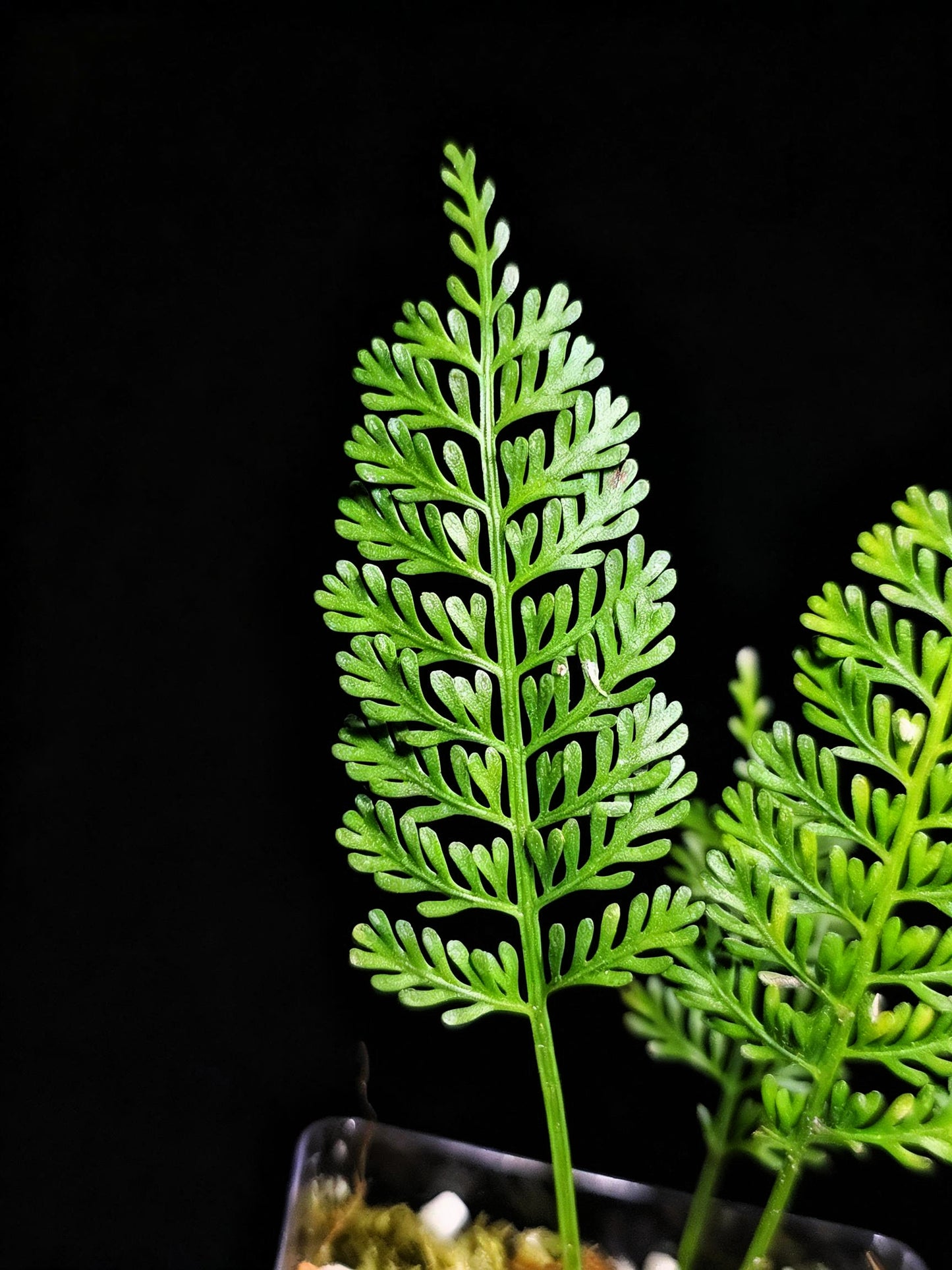 Asplenium thunbergii