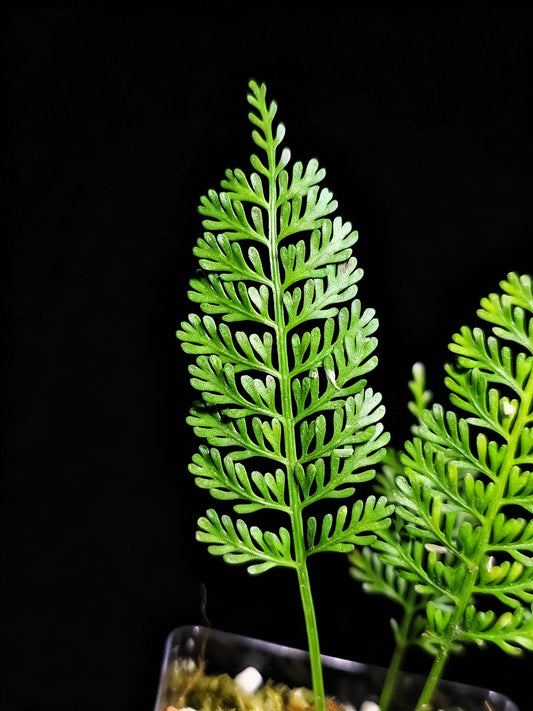 Asplenium thunbergii