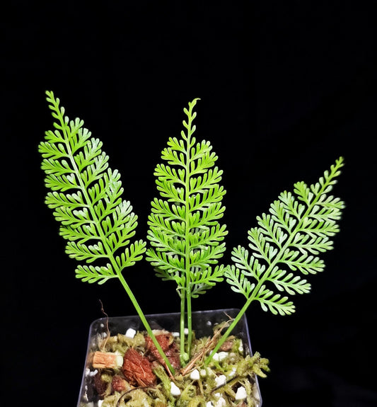 Asplenium thunbergii