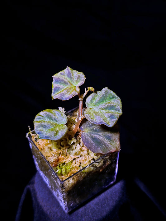 Begonia sp. Sarawak