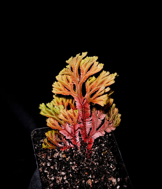 Selaginella intermedia sunset